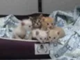 Ninhada de gatinhos 
