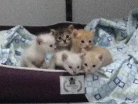 Gato ra a Nao definida idade Abaixo de 2 meses nome Ninhada de gatinhos 