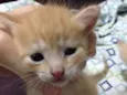 Ninhada de gatinhos 
