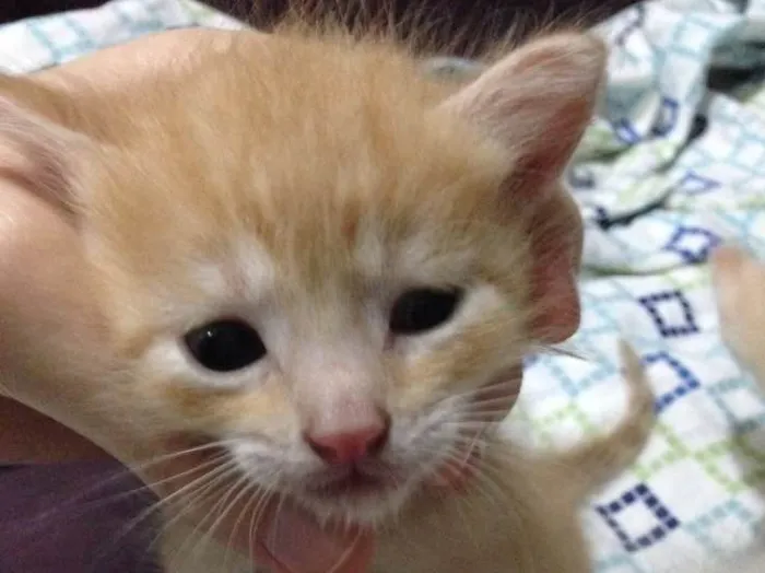 Gato ra a Nao definida idade Abaixo de 2 meses nome Ninhada de gatinhos 