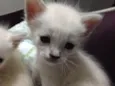 Ninhada de gatinhos 