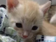 Ninhada de gatinhos 