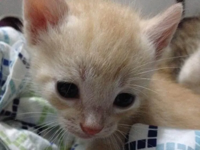 Gato ra a Nao definida idade Abaixo de 2 meses nome Ninhada de gatinhos 