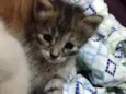 Ninhada de gatinhos 