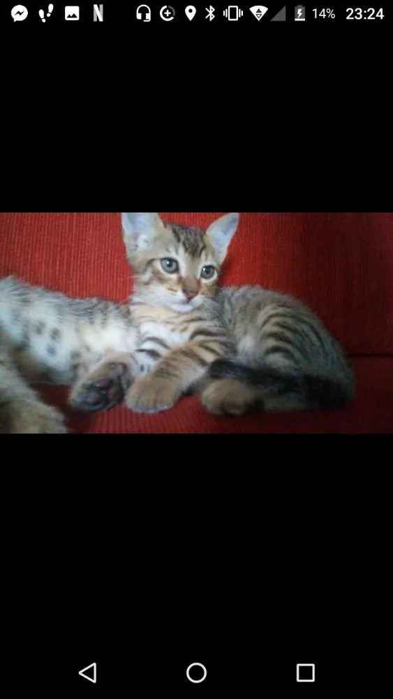 Gato ra a Vira lata  idade 2 a 6 meses nome Ainda não possuem 