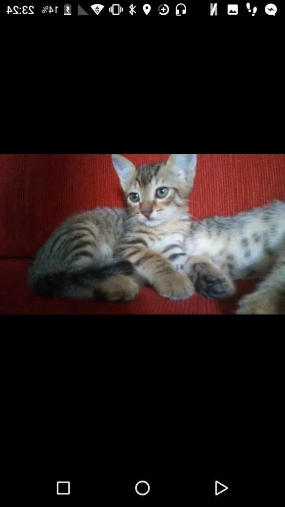 Gato ra a Vira lata  idade 2 a 6 meses nome Ainda não possuem 