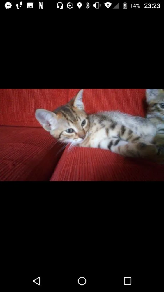 Gato ra a Vira lata  idade 2 a 6 meses nome Ainda não possuem 