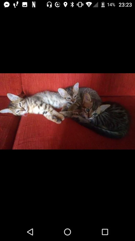 Gato ra a Vira lata  idade 2 a 6 meses nome Ainda não possuem 