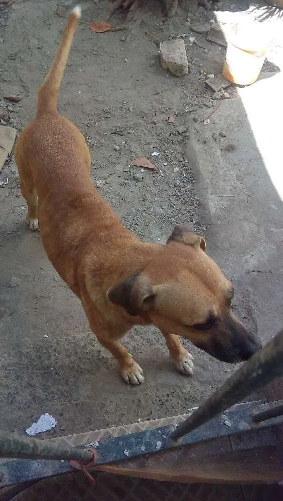 Cachorro ra a Pitbul mistura idade 2 anos nome Marlon