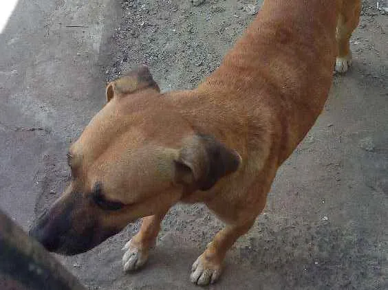 Cachorro ra a Pitbul mistura idade 2 anos nome Marlon