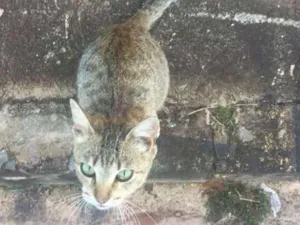 Gato raça Srd idade 1 ano nome Marie