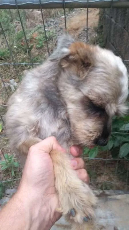 Cachorro ra a Schnauzer com viralatinhas idade 1 ano nome Chamamos de Chico