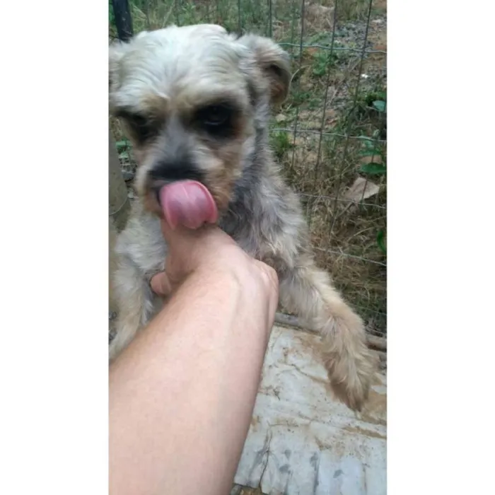 Cachorro ra a Schnauzer com viralatinhas idade 1 ano nome Chamamos de Chico