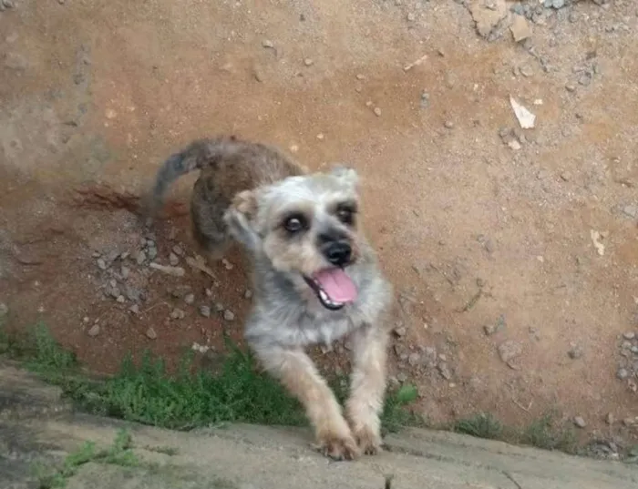 Cachorro ra a Schnauzer com viralatinhas idade 1 ano nome Chamamos de Chico