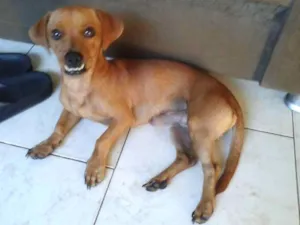 Cachorro raça Pequeno idade 3 anos nome Rock