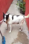 Bolinha