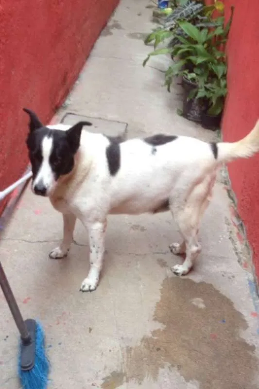 Cachorro ra a SRD idade 6 ou mais anos nome Bolinha
