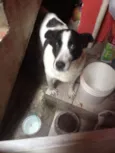 Bolinha