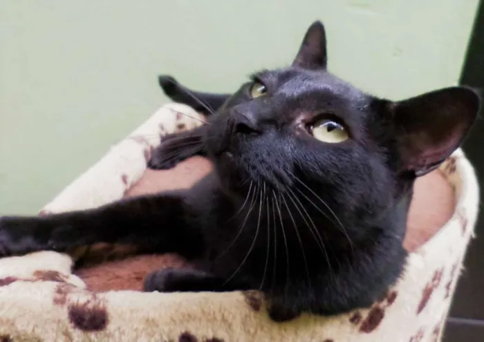 Gato ra a SRD idade 1 ano nome Malu