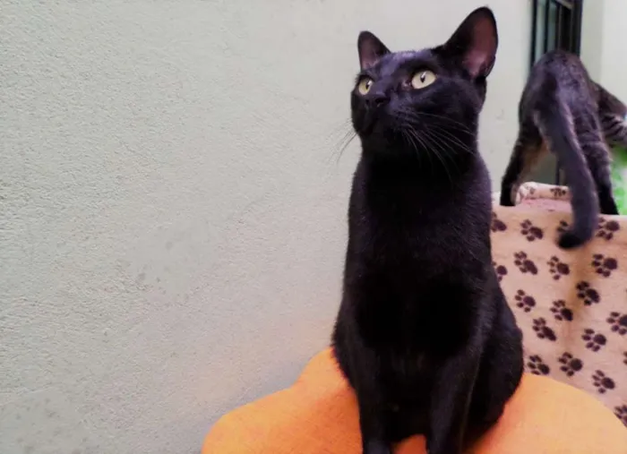 Gato ra a SRD idade 1 ano nome Malu