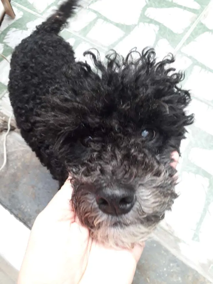 Cachorro ra a Poodle toy idade 2 anos nome Fred