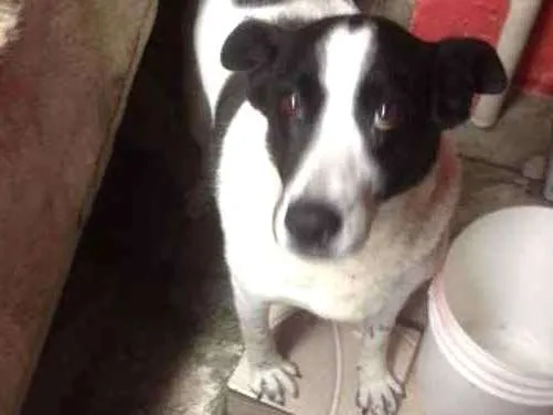 Cachorro ra a SRD idade 6 ou mais anos nome Bolinha