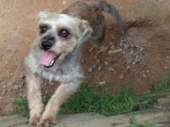 Cachorro ra a Schnauzer com viralatinhas idade 1 ano nome Chamamos de Chico