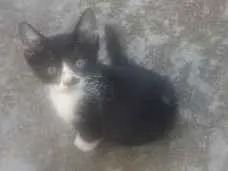 Gato raça Gatos idade 2 a 6 meses nome Thandercats