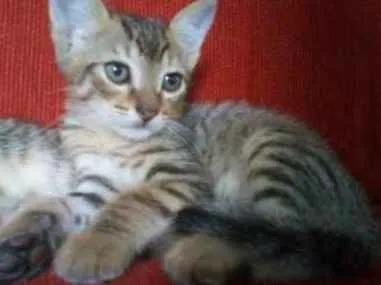 Gato ra a Vira lata  idade 2 a 6 meses nome Ainda não possuem 