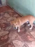 Toddy