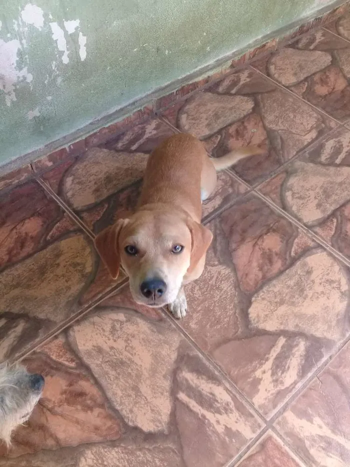 Cachorro raça Não definido idade 7 a 11 meses nome Toddy