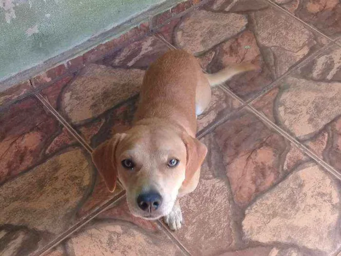 Cachorro raça Não definido idade 7 a 11 meses nome Toddy