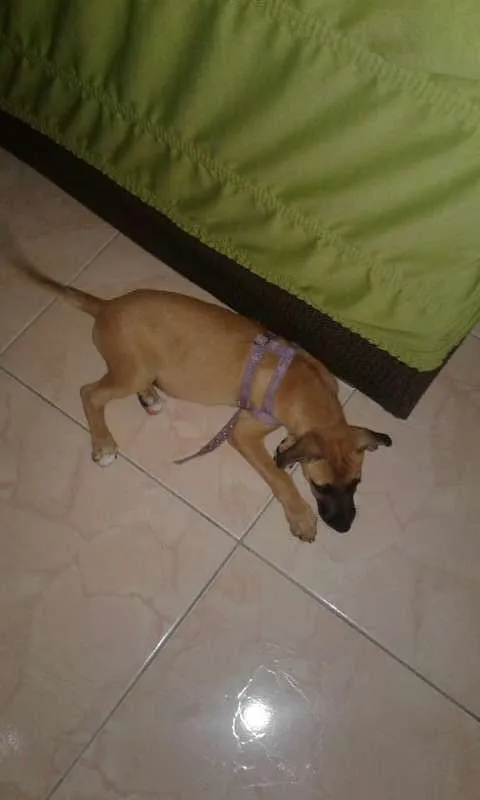 Cachorro ra a vira lata idade 2 a 6 meses nome Perola