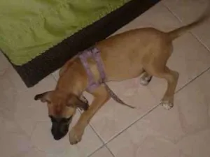 Cachorro raça vira lata idade 2 a 6 meses nome Perola