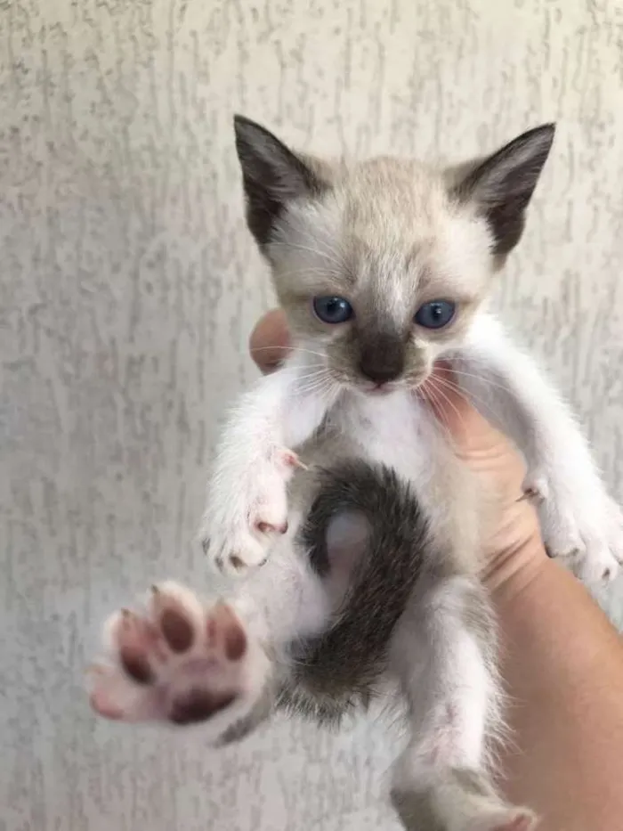 Gato ra a Viralata idade Abaixo de 2 meses nome Sem nomes