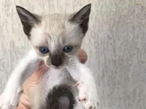 Gato raça Viralata idade Abaixo de 2 meses nome Sem nomes