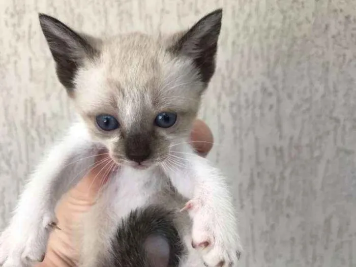 Gato ra a Viralata idade Abaixo de 2 meses nome Sem nomes