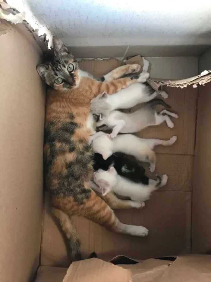 Gato ra a Viralata idade Abaixo de 2 meses nome Sem nomes