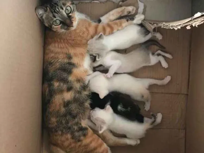 Gato ra a Viralata idade Abaixo de 2 meses nome Sem nomes