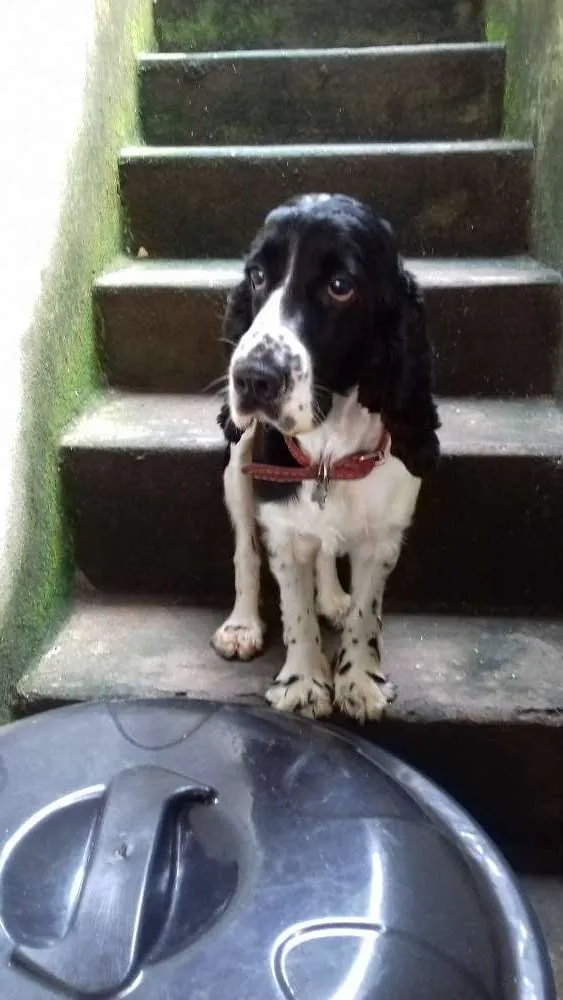 Cachorro raça Cocker Spinner idade 2 anos nome Luna