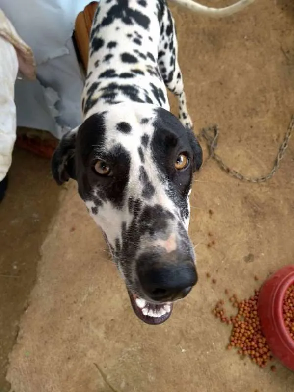 Cachorro raça Dalmata idade 7 a 11 meses nome Marry