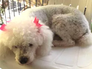 Cachorro raça Poodle idade 5 anos nome Lana