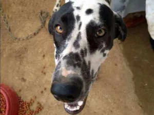 Cachorro raça Dalmata idade 7 a 11 meses nome Marry