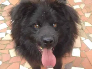 Cachorro raça mistura com chow chow idade 5 anos nome Lobinho