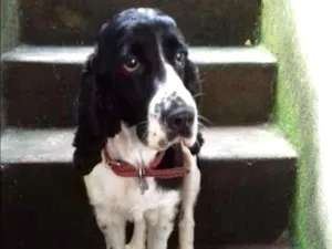 Cachorro raça Cocker Spinner idade 2 anos nome Luna