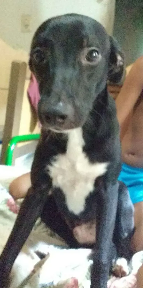 Cachorro ra a Srd idade 7 a 11 meses nome Melissa 