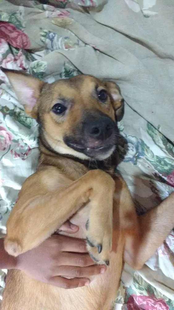Cachorro ra a Srd idade 7 a 11 meses nome Melissa 