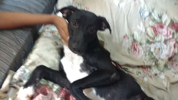 Cachorro ra a Srd idade 7 a 11 meses nome Melissa 