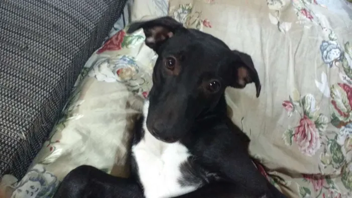 Cachorro ra a Srd idade 7 a 11 meses nome Melissa 