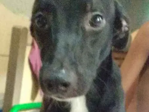 Cachorro ra a Srd idade 7 a 11 meses nome Melissa 